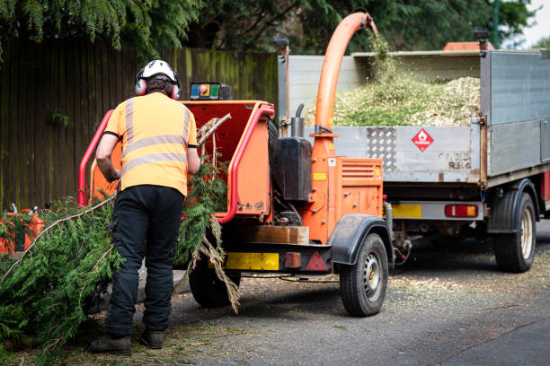 The Steps Involved in Our Tree Care Process in Clayton, NC